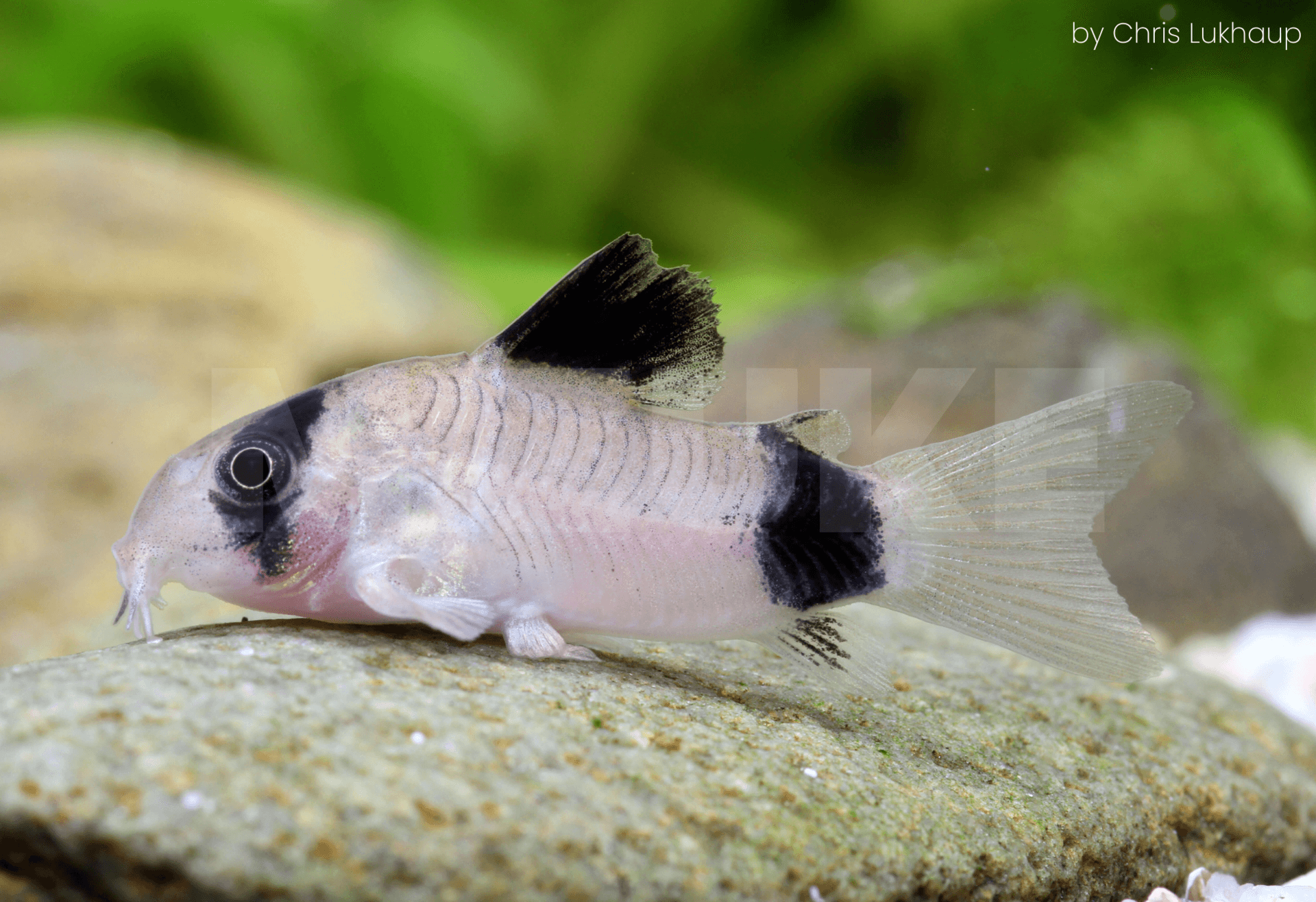 Corydoras panda
