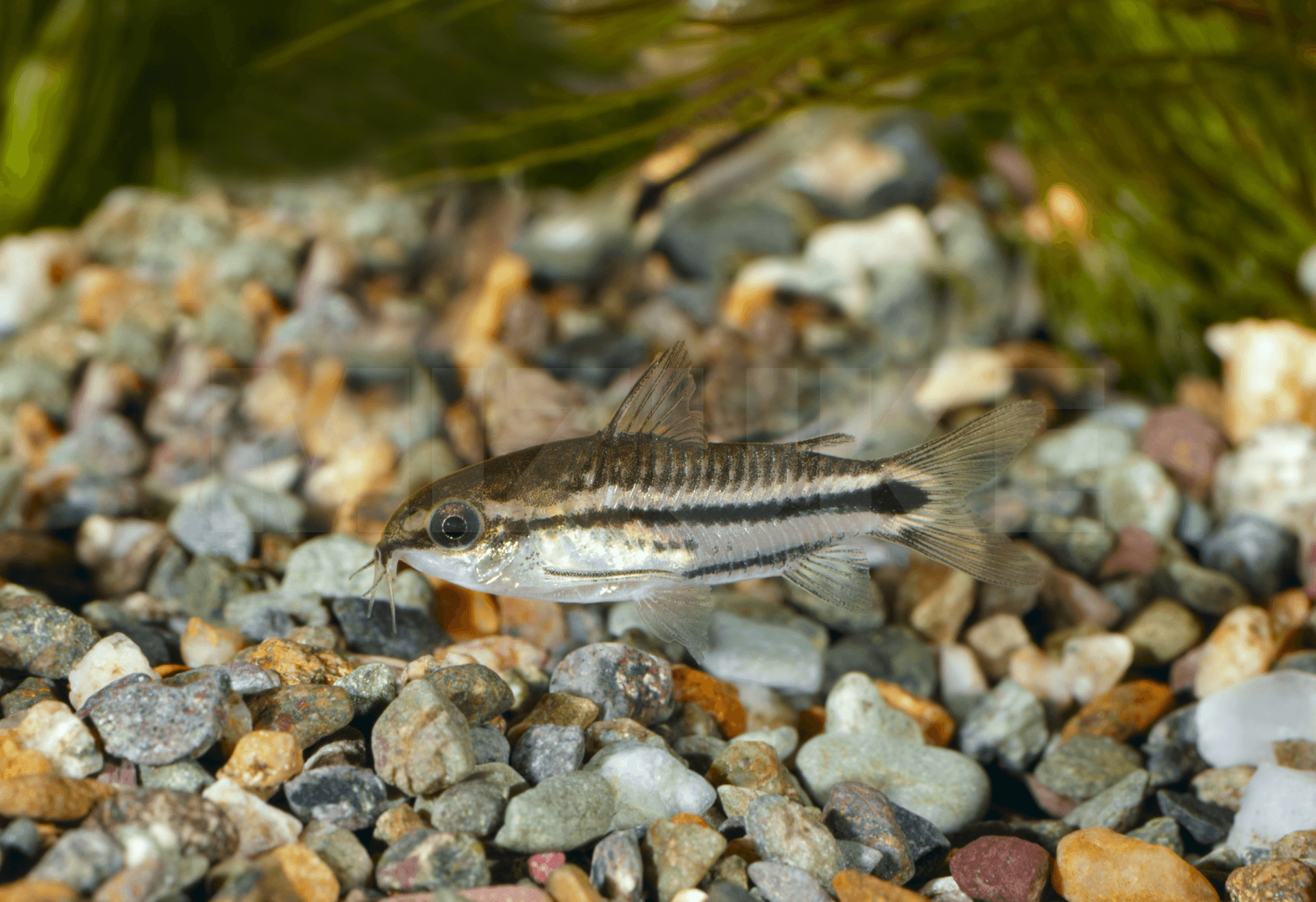 Corydoras pygmaeus