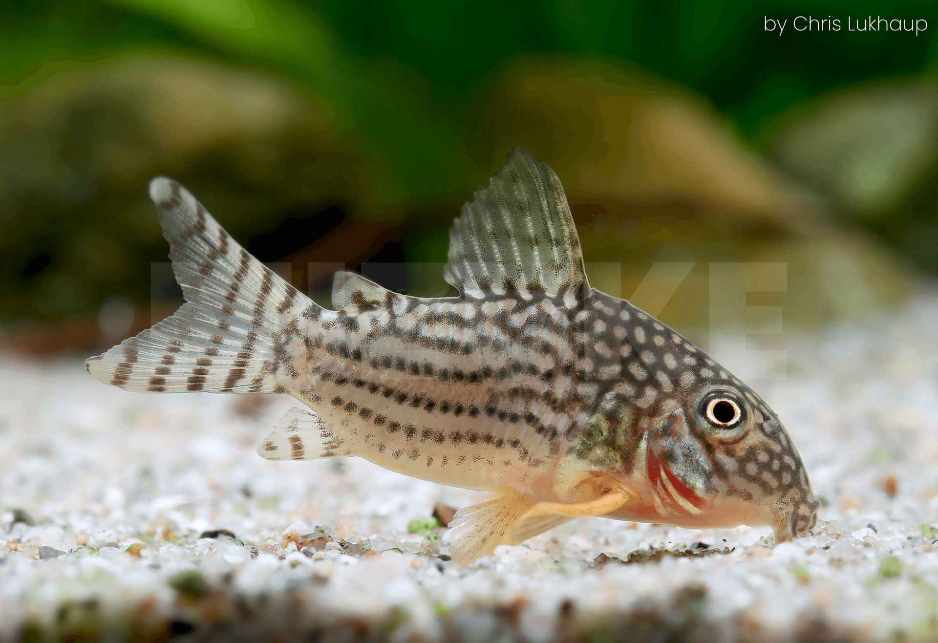 Corydoras sterbai