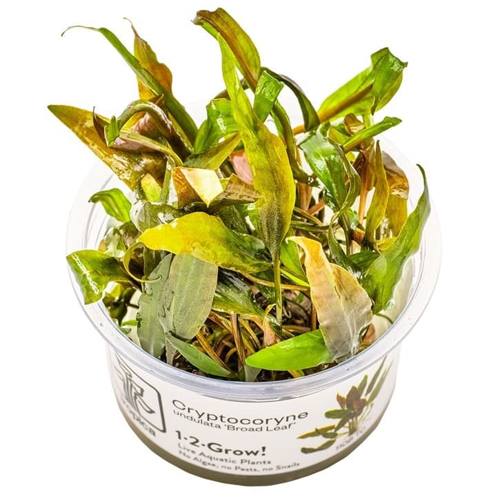 Cryptocoryne undulata 'Broad Leaf' - 1-2 Grow
