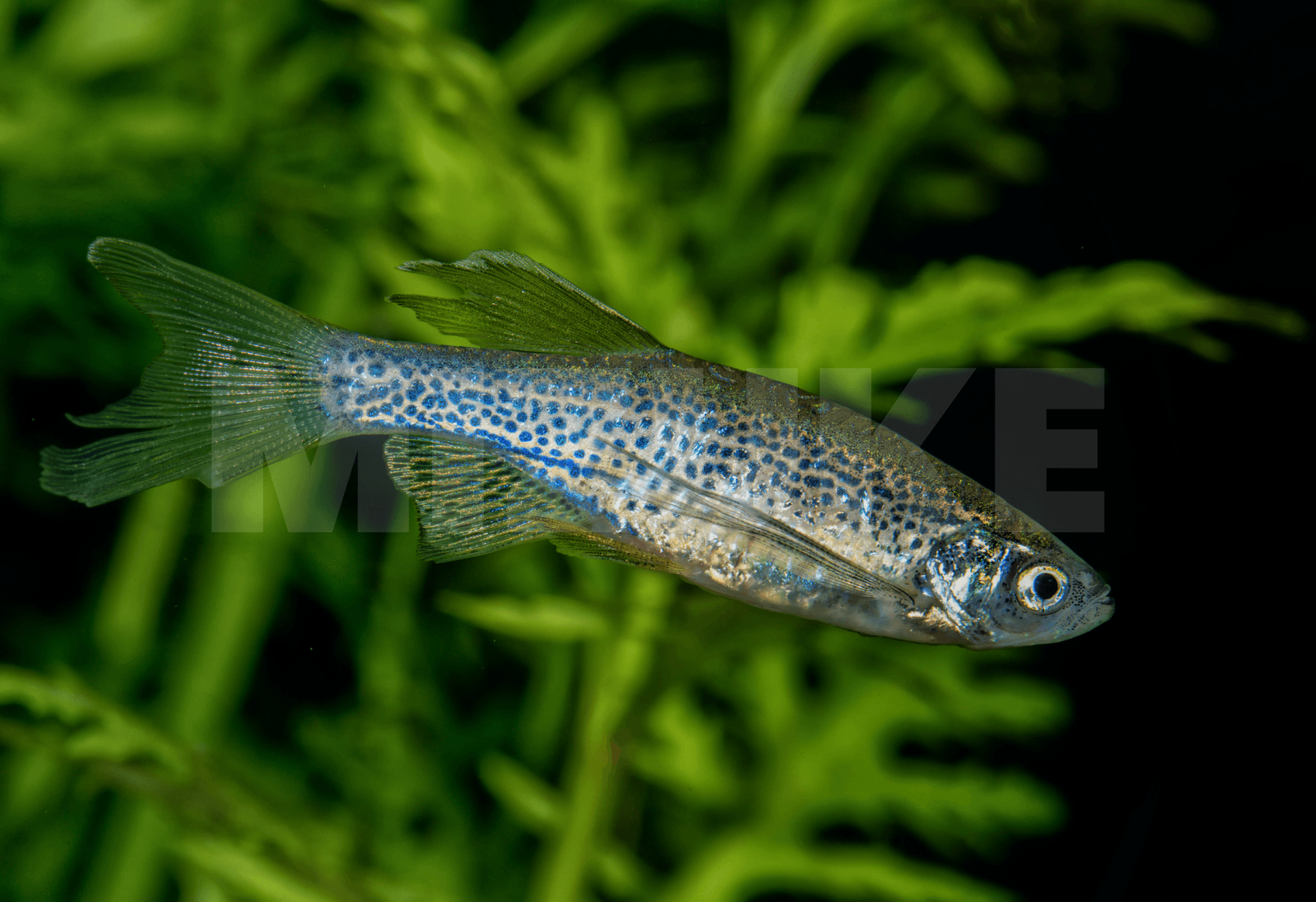 Danio rerio 'frankei'