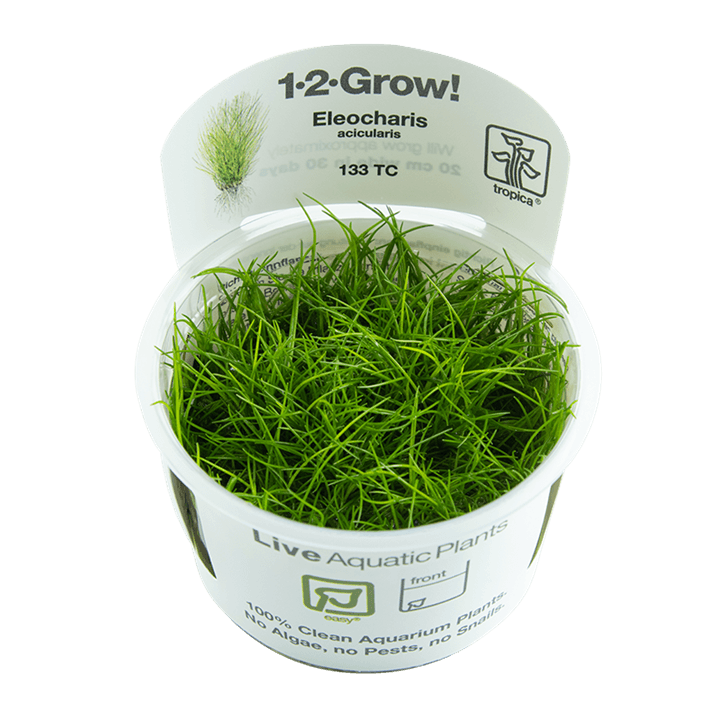 Eleocharis acicularis - 1-2 Grow