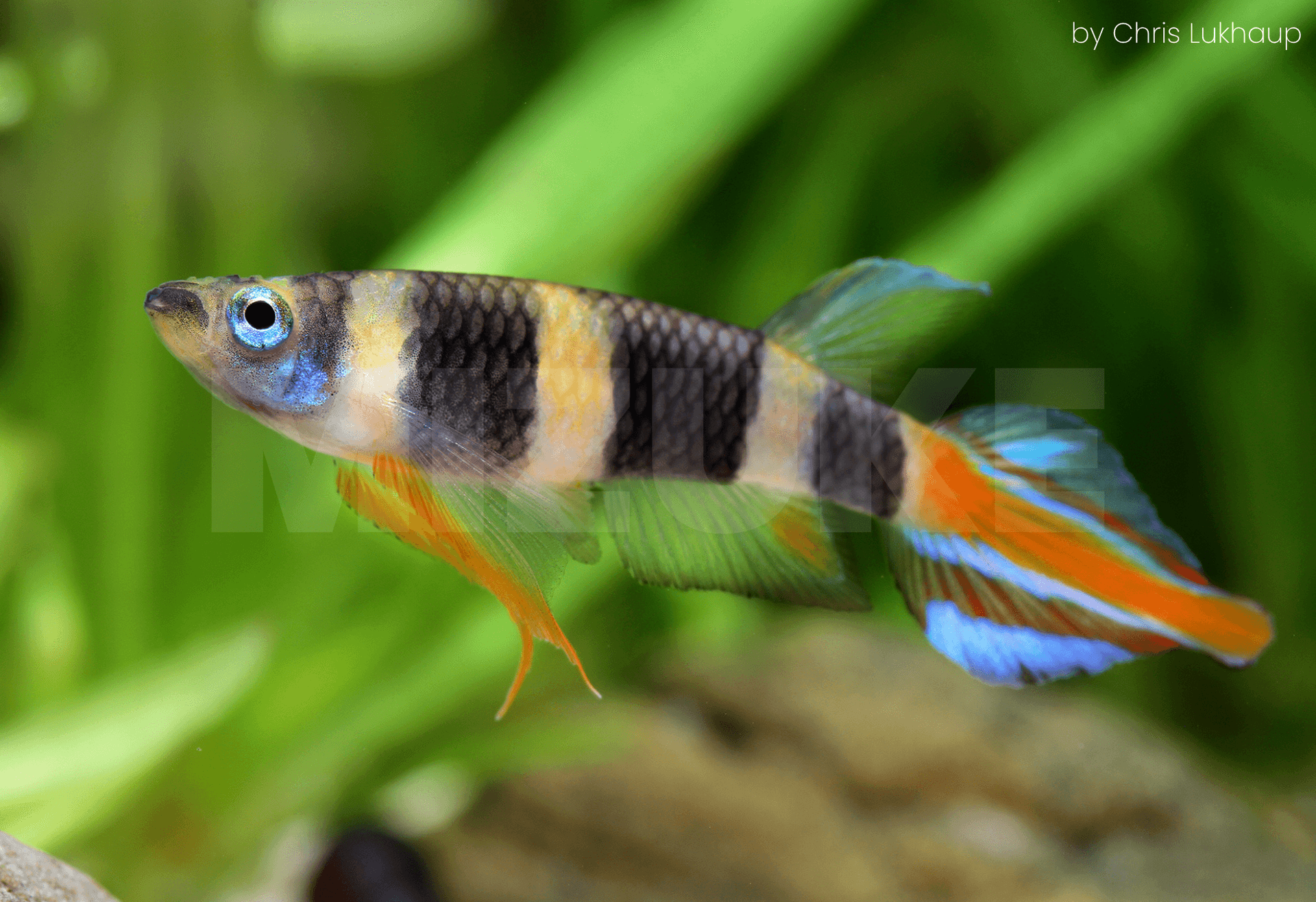 Epiplatys annulatus