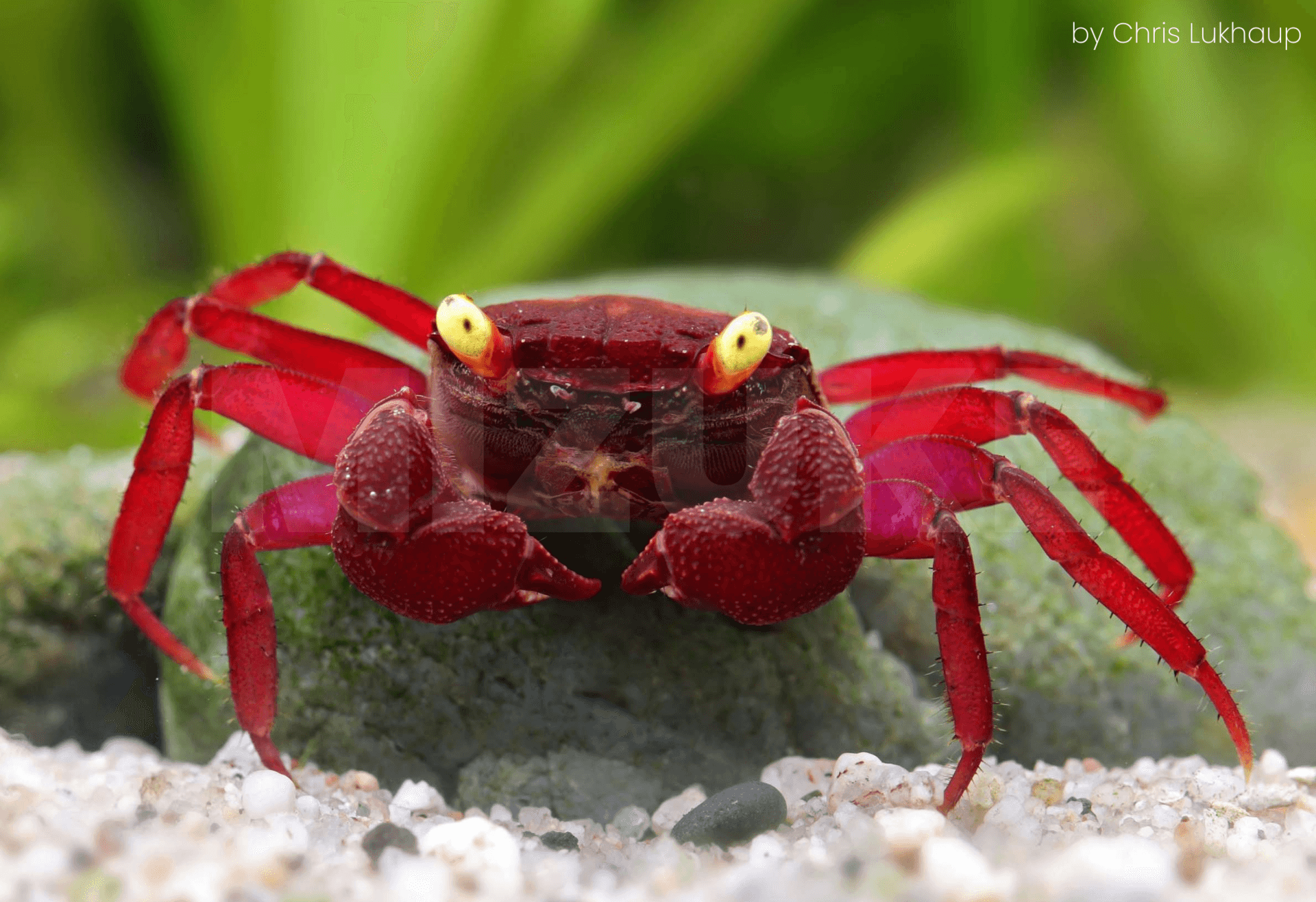 Geosesarma sp. 'Dark Red Yellow Eye'