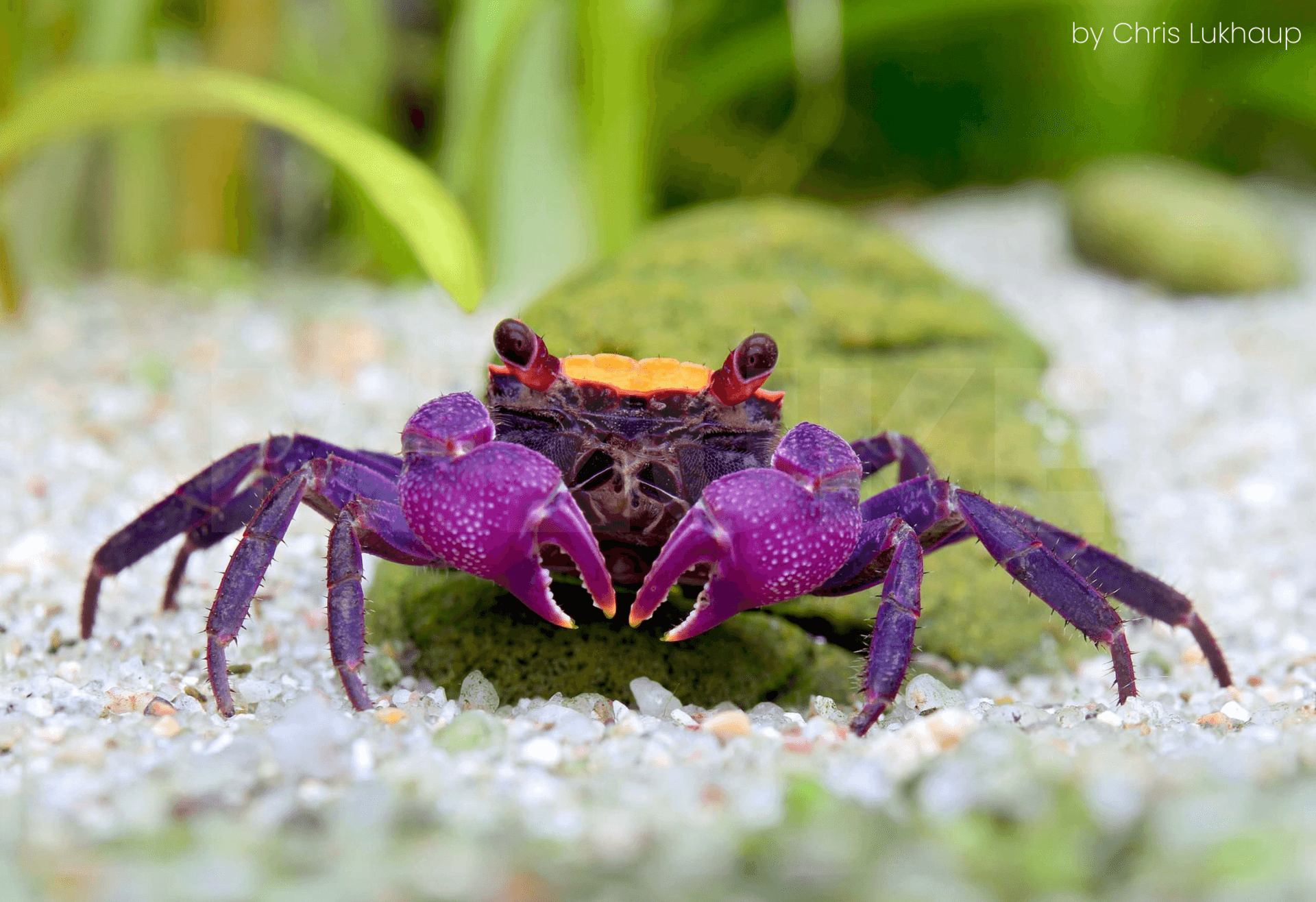 Geosesarma sp. 'Purple Carnival'
