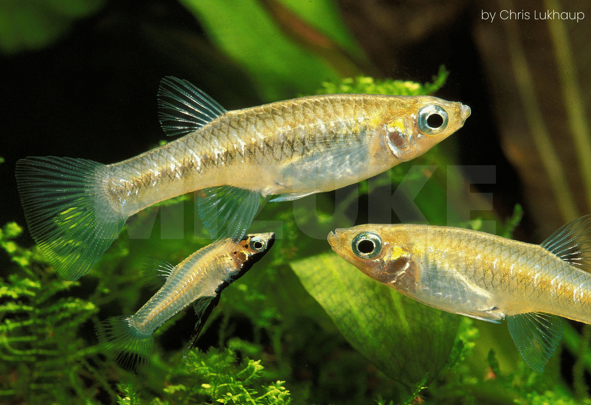 Girardinus metallicus 'Black'