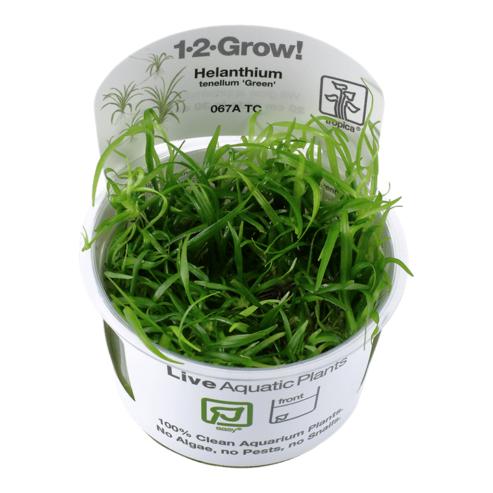 Helanthium tenellum 'Green' - 1-2 Grow