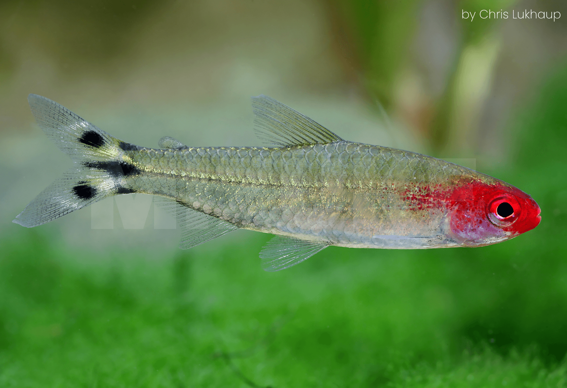 Hemigrammus bleheri