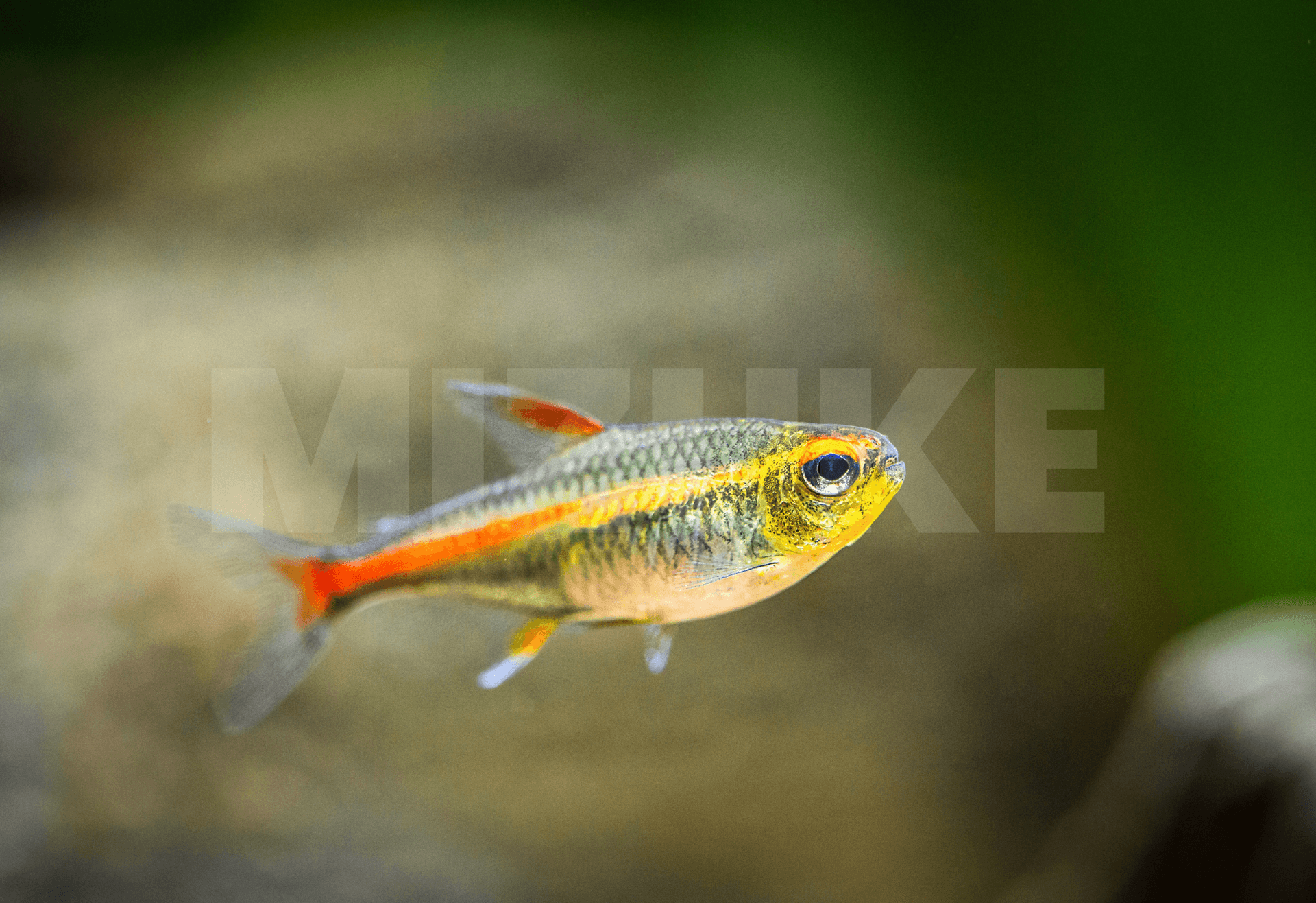 Hemigrammus erythrozonus