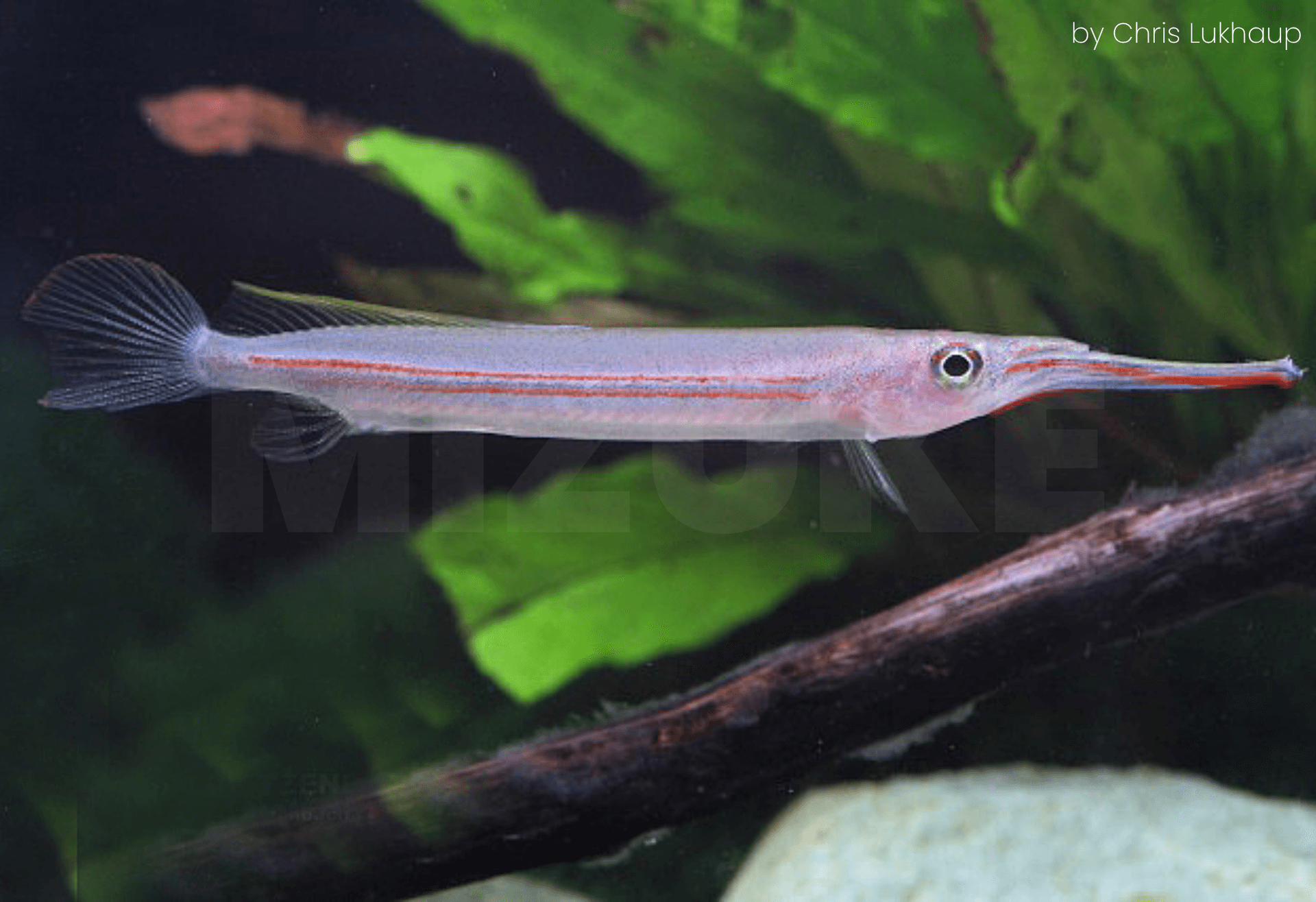 Hemirhamphodon kapuasensis