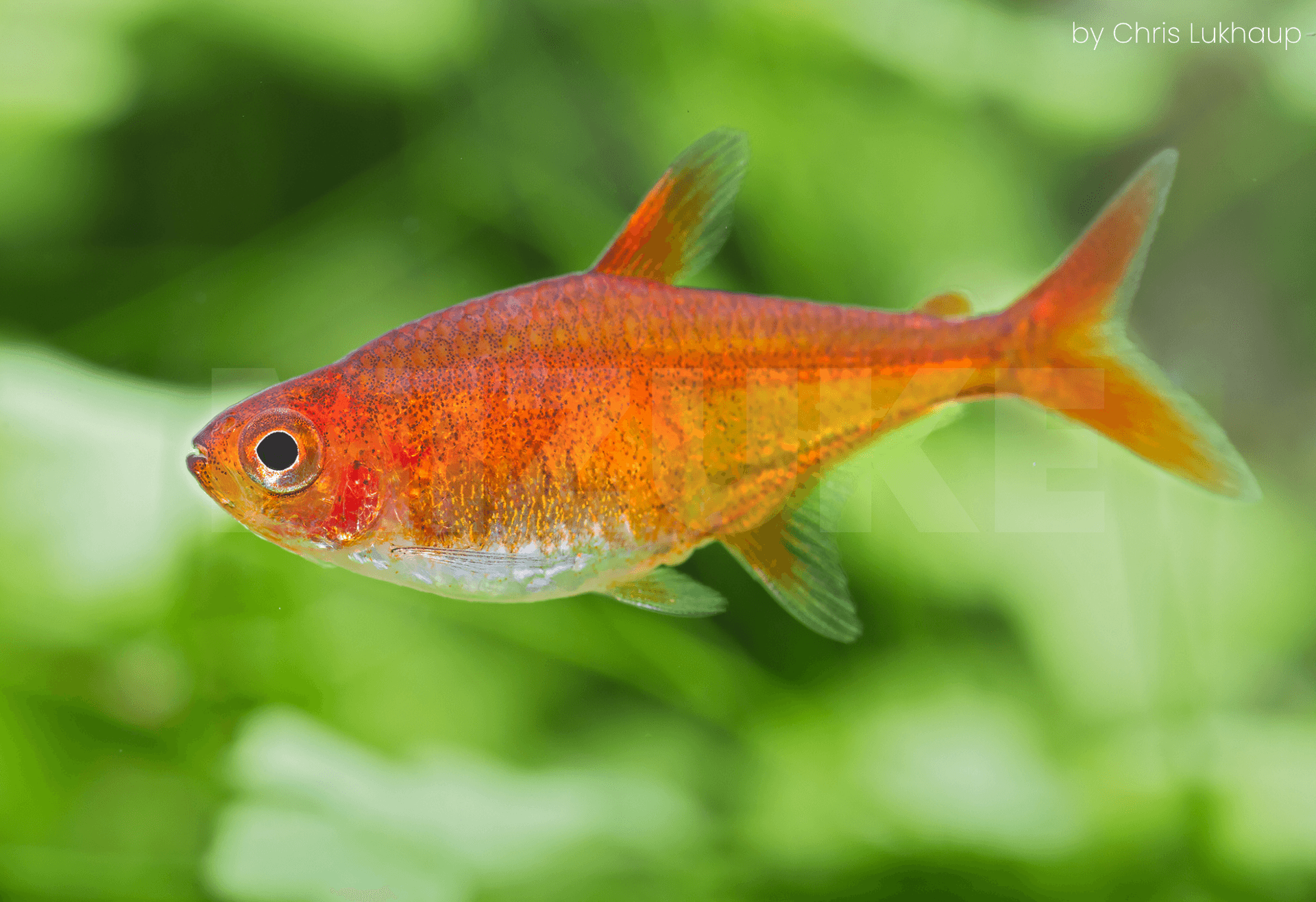 Hyphessobrycon amandae
