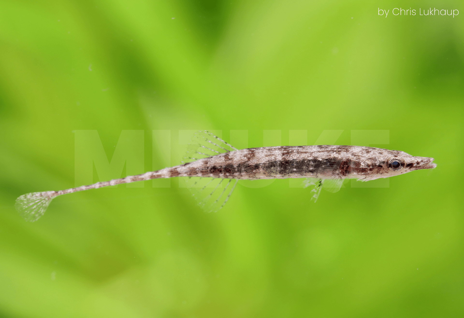 Indostomus paradoxus