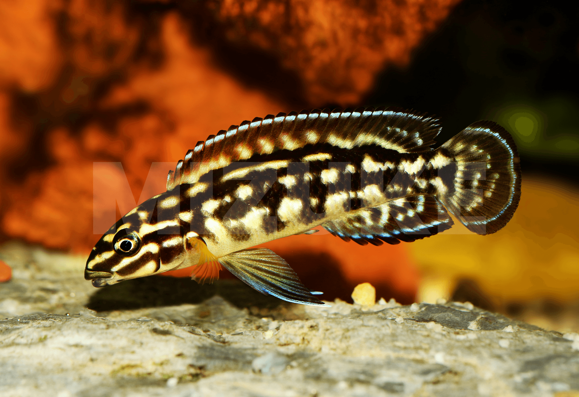 Julidochromis marlieri