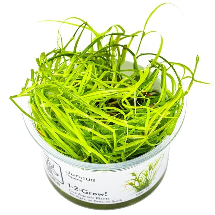 Juncus repens - 1-2 Grow