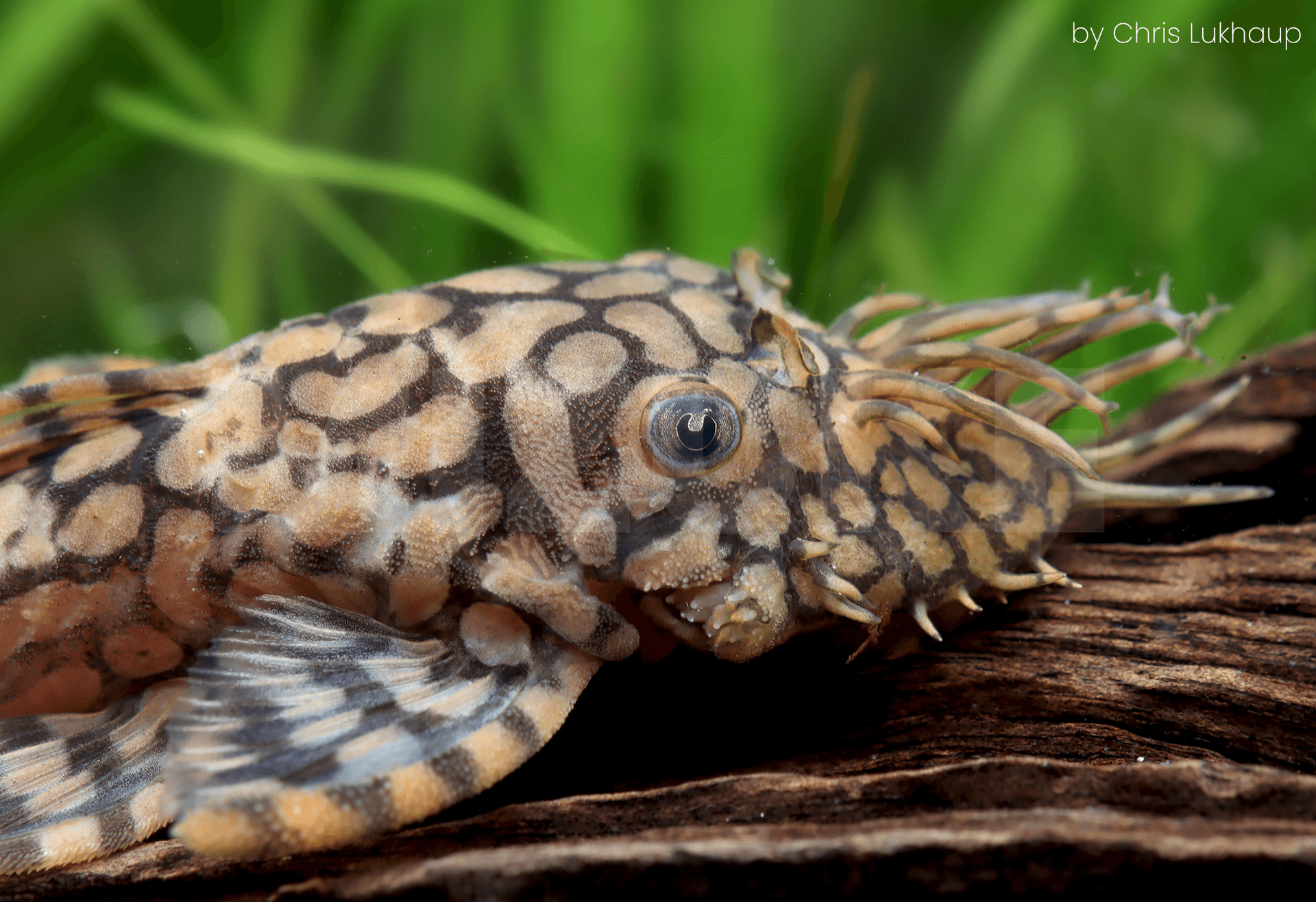 Ancistrus sp. L519 'Rio Itinez'