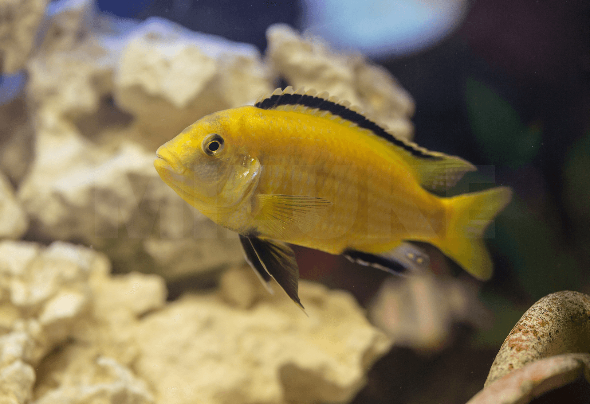 Labidochromis caeruleus