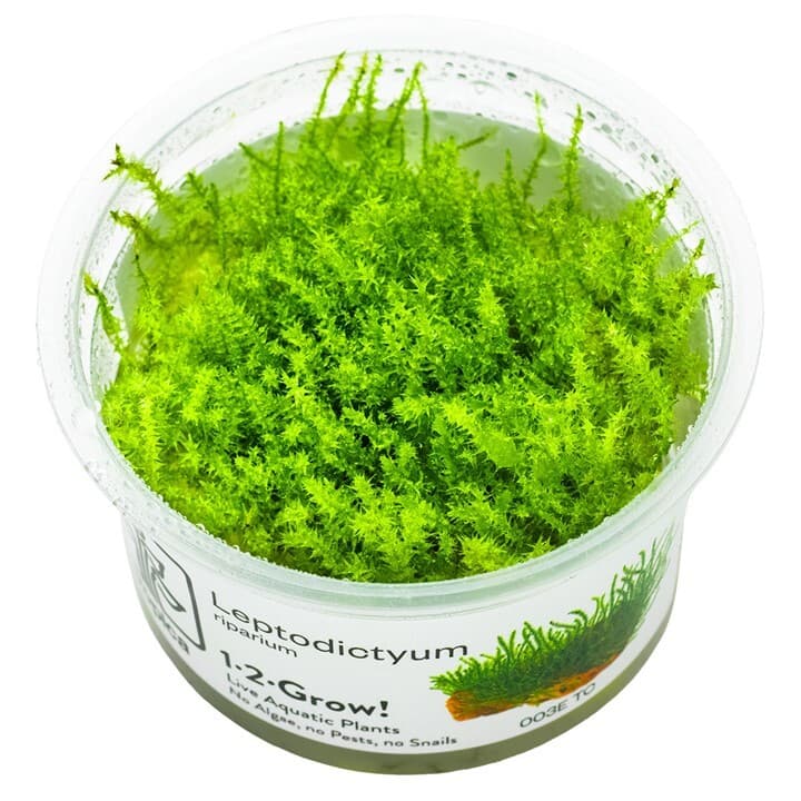 Leptodictyum riparium - 1-2 Grow