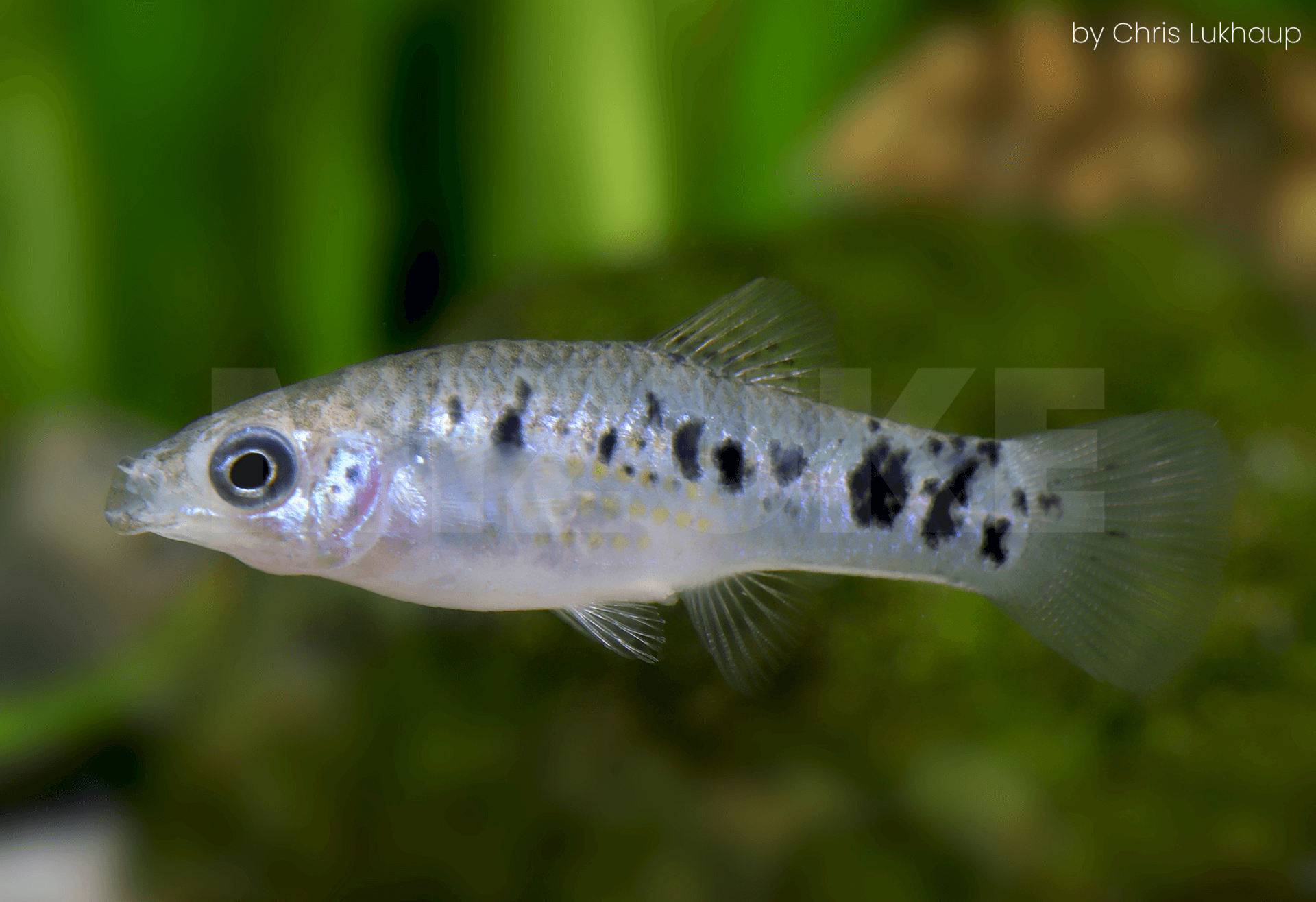 Limia vittata