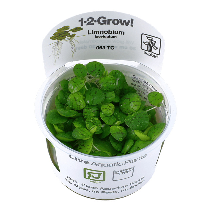 Limnobium laevigatum - 1-2 Grow