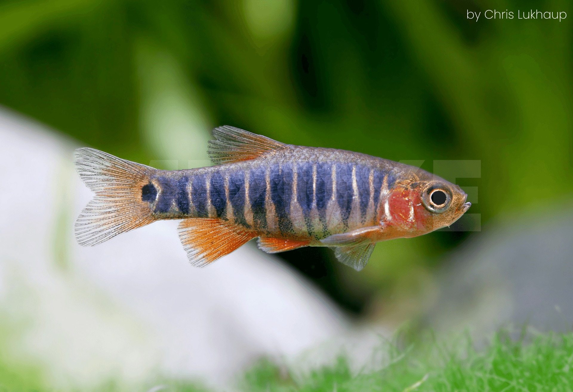 Danio erythromicron
