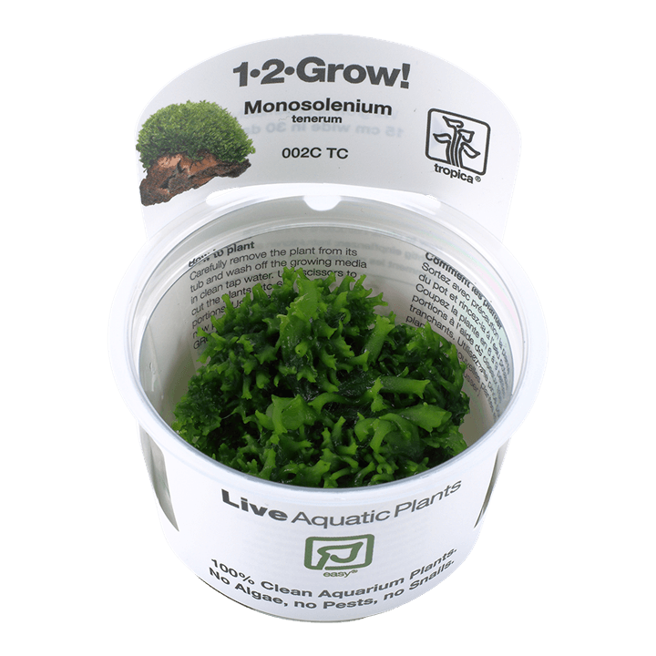 Monosolenium tenerum - 1-2 Grow