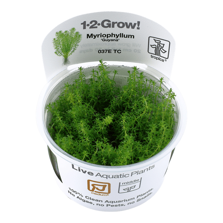 Myriophyllum sp. 'Guyana' - 1-2 Grow