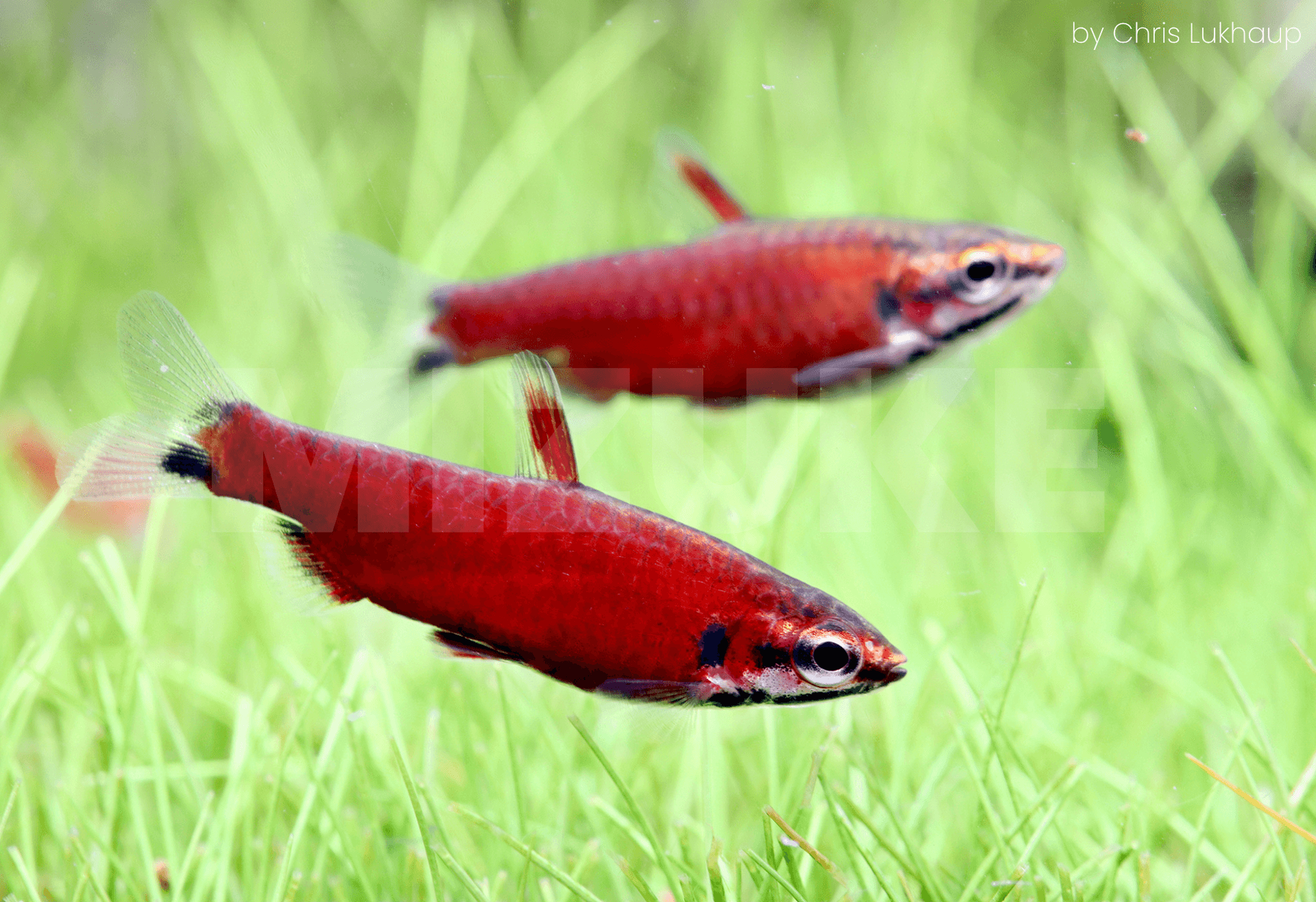 Nannostomus sp. 'Super Red Amaya'
