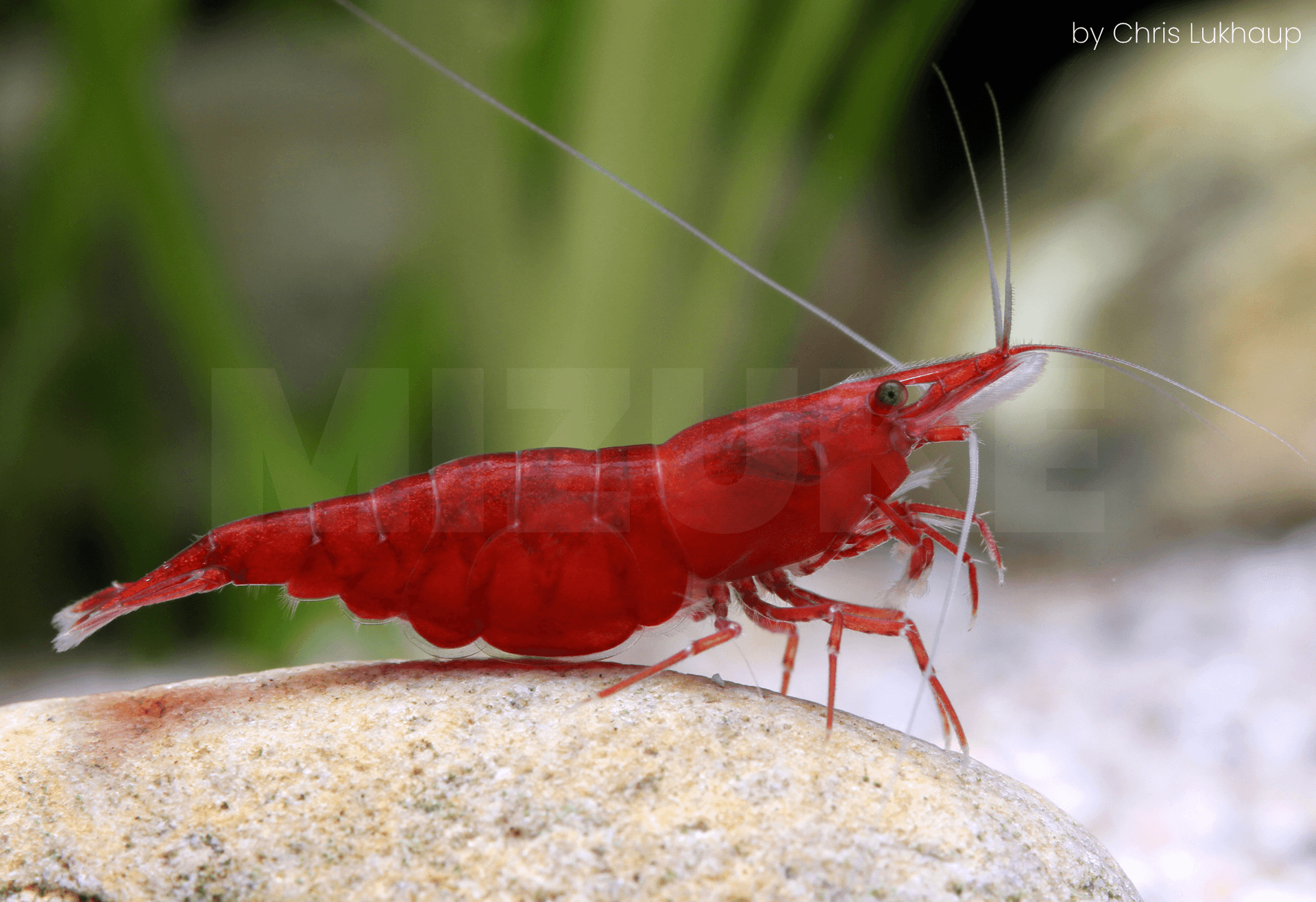 Neocaridina davidi 'Bloody Mary'