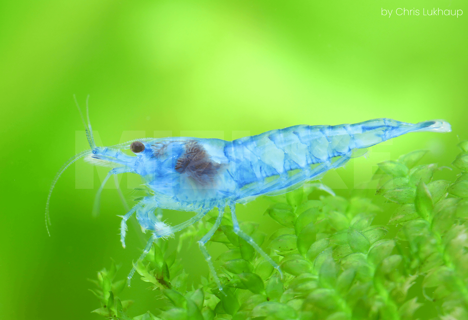 Neocaridina davidi 'Blue Jelly'