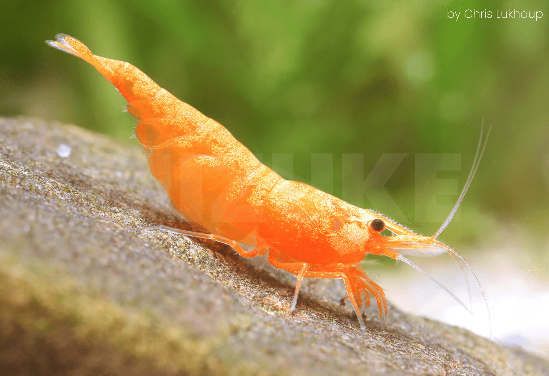 Neocaridina davidi 'Crested Cream'