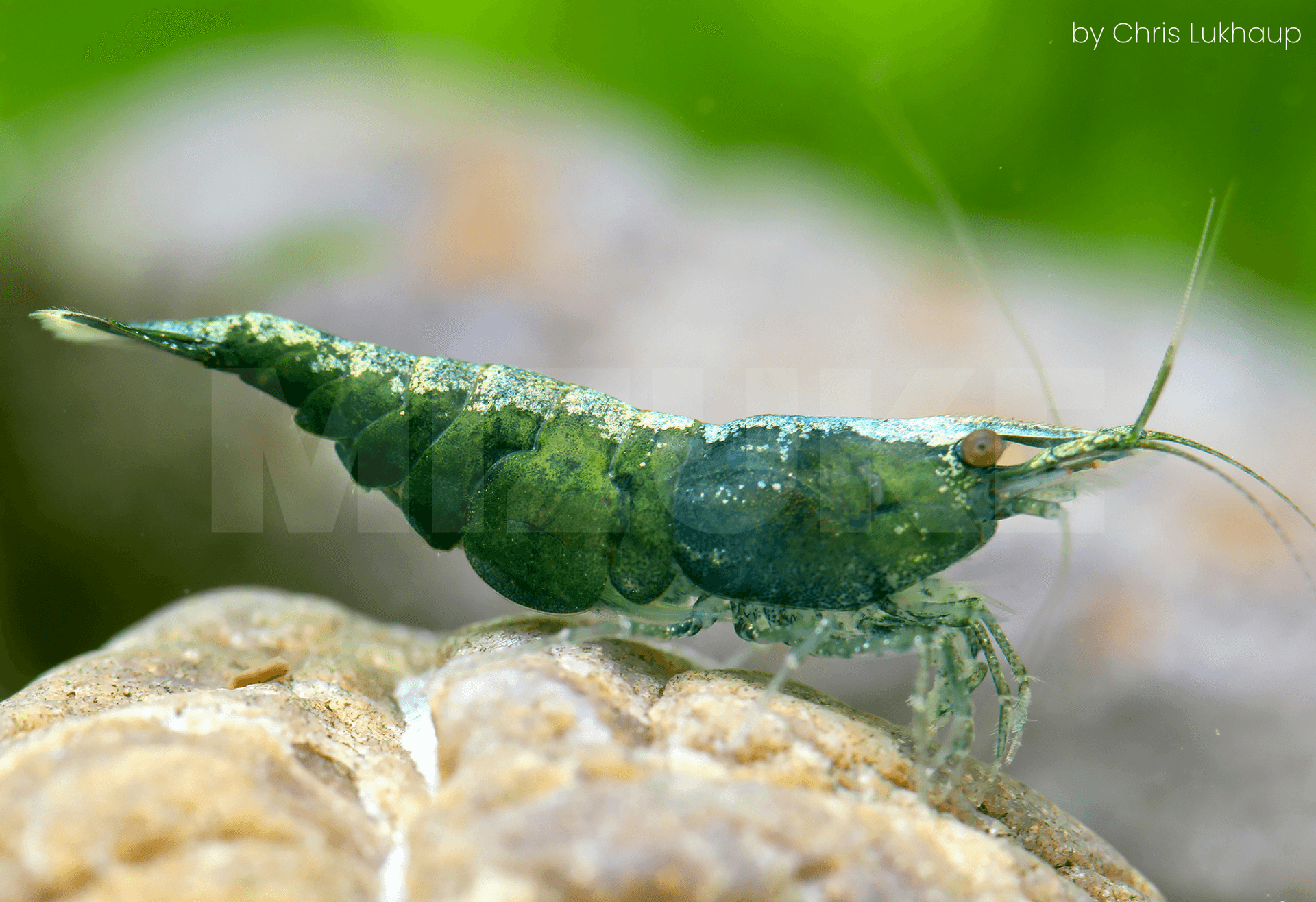 Neocaridina davidi 'Green Golden Top'