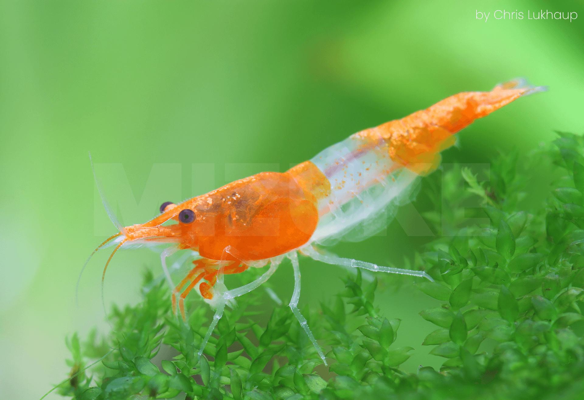 Neocaridina davidi 'Rili Orange'