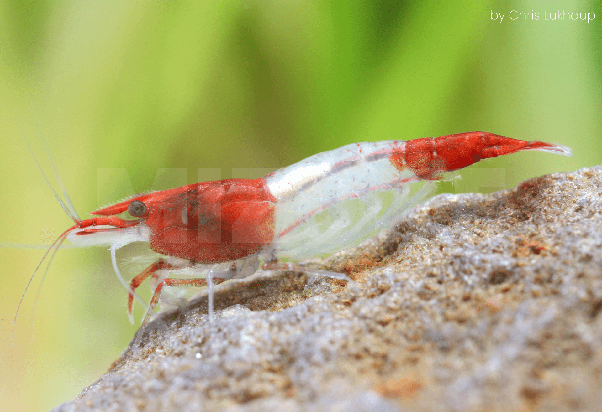 Neocaridina davidi 'Rili Red'