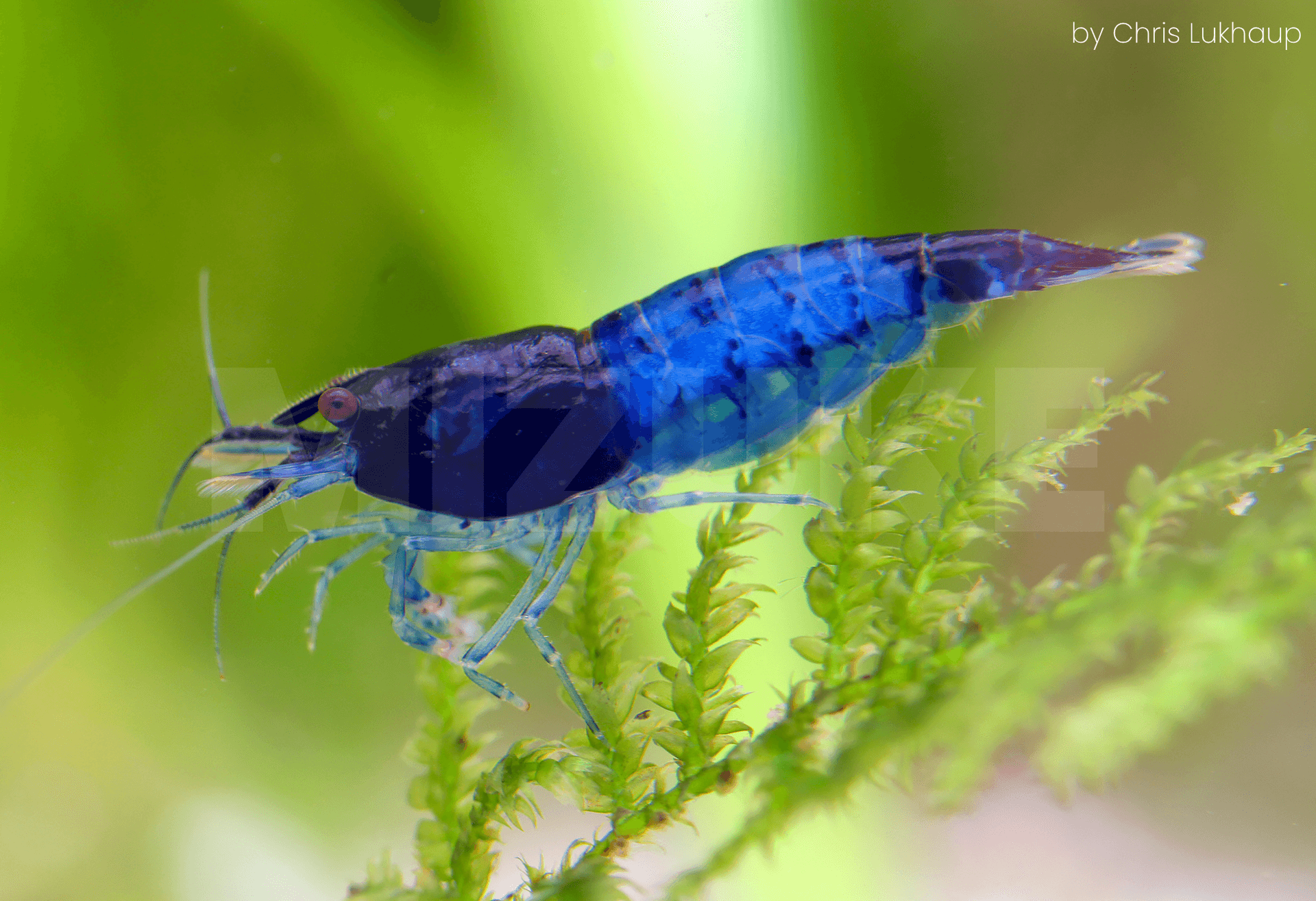 Neocaridina davidi 'Rili Blue'