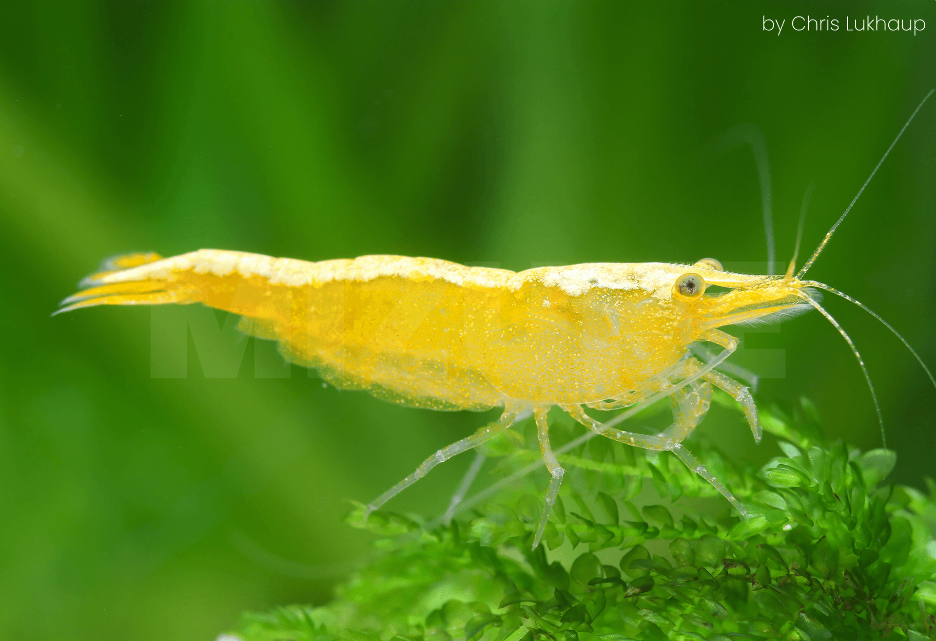 Neocaridina davidi 'Yellow Golden Top'