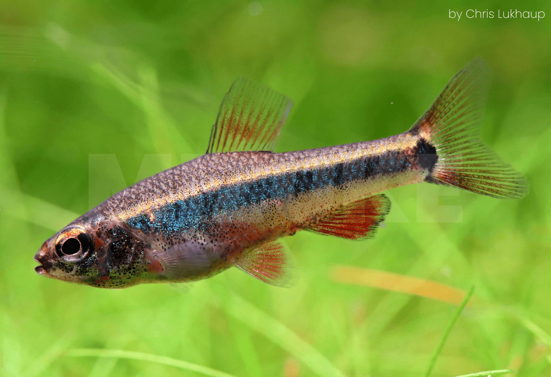 Neolebias ansorgii