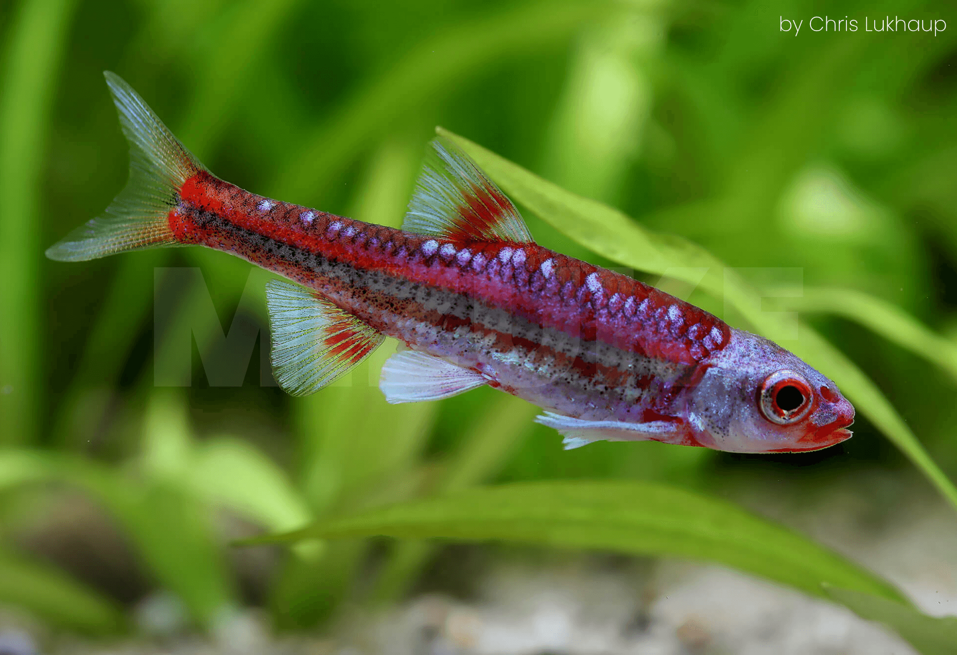 Notropis chrosomus 'Rainbowshiner'