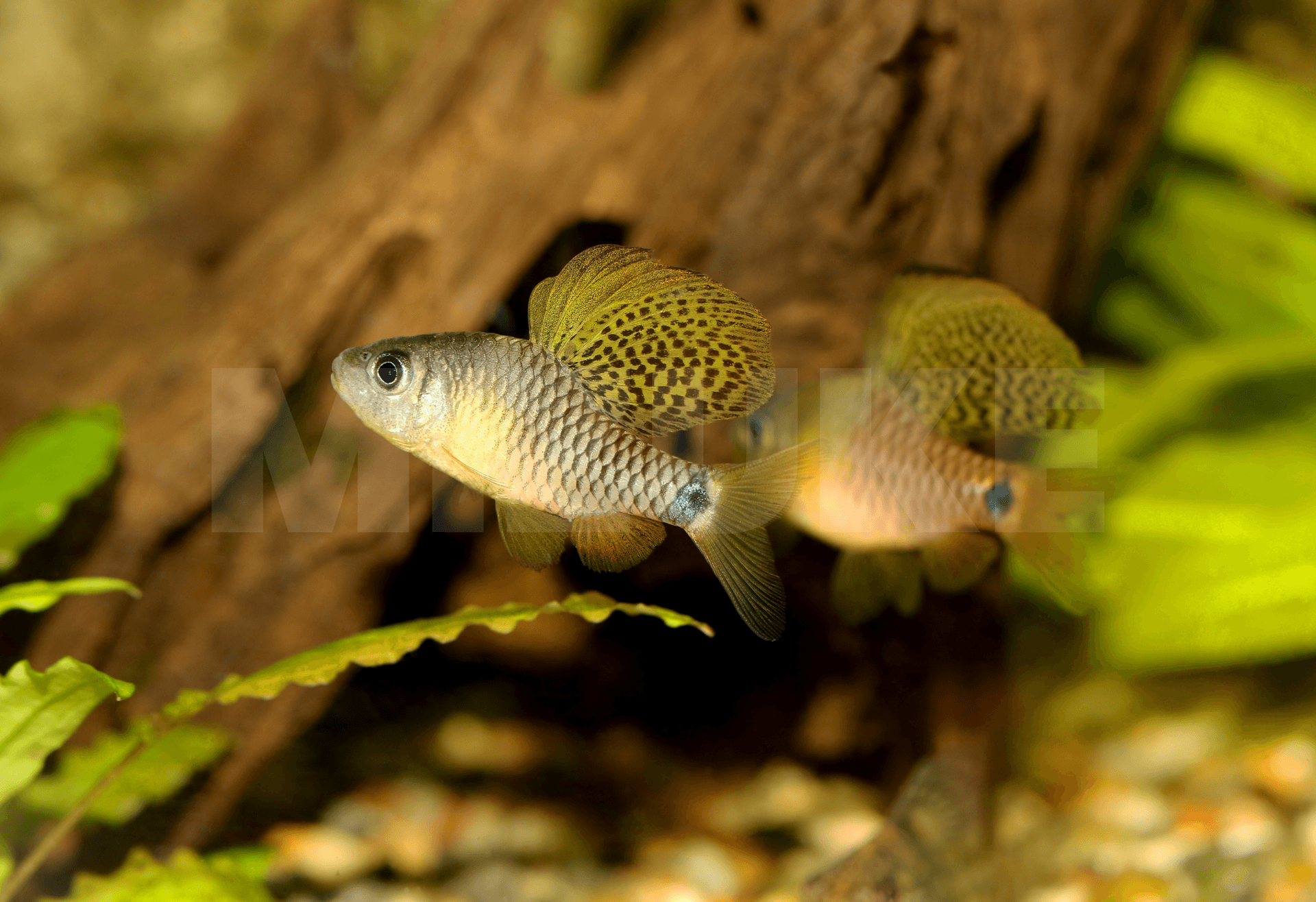 Oreichthys crenuchoides