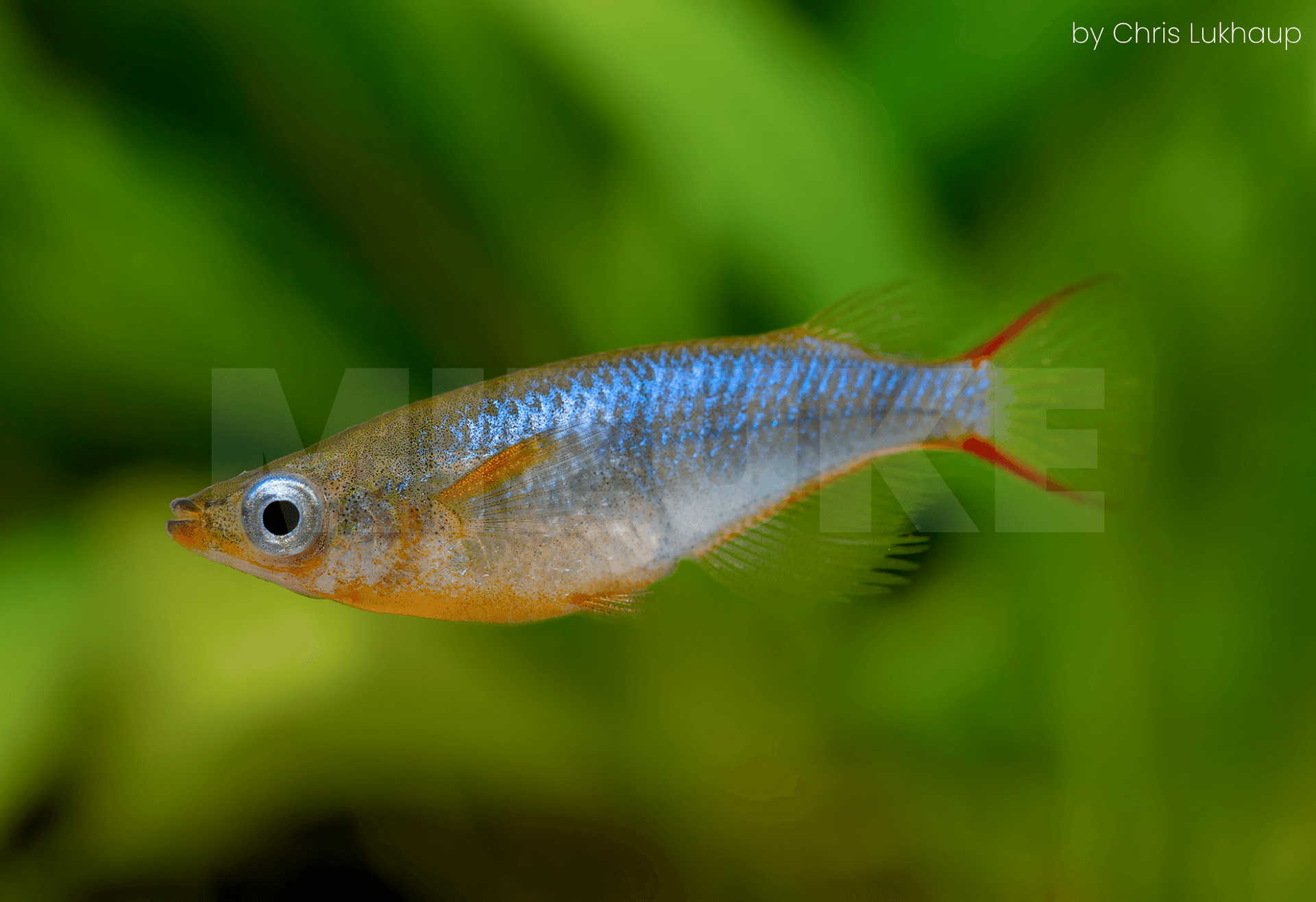 Oryzias woworae