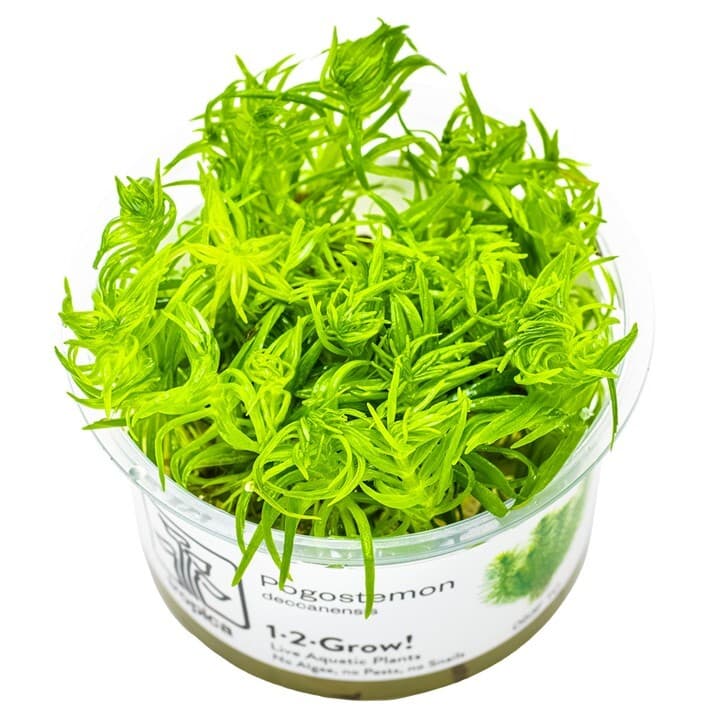 Pogostemon deccanensis - 1-2 Grow