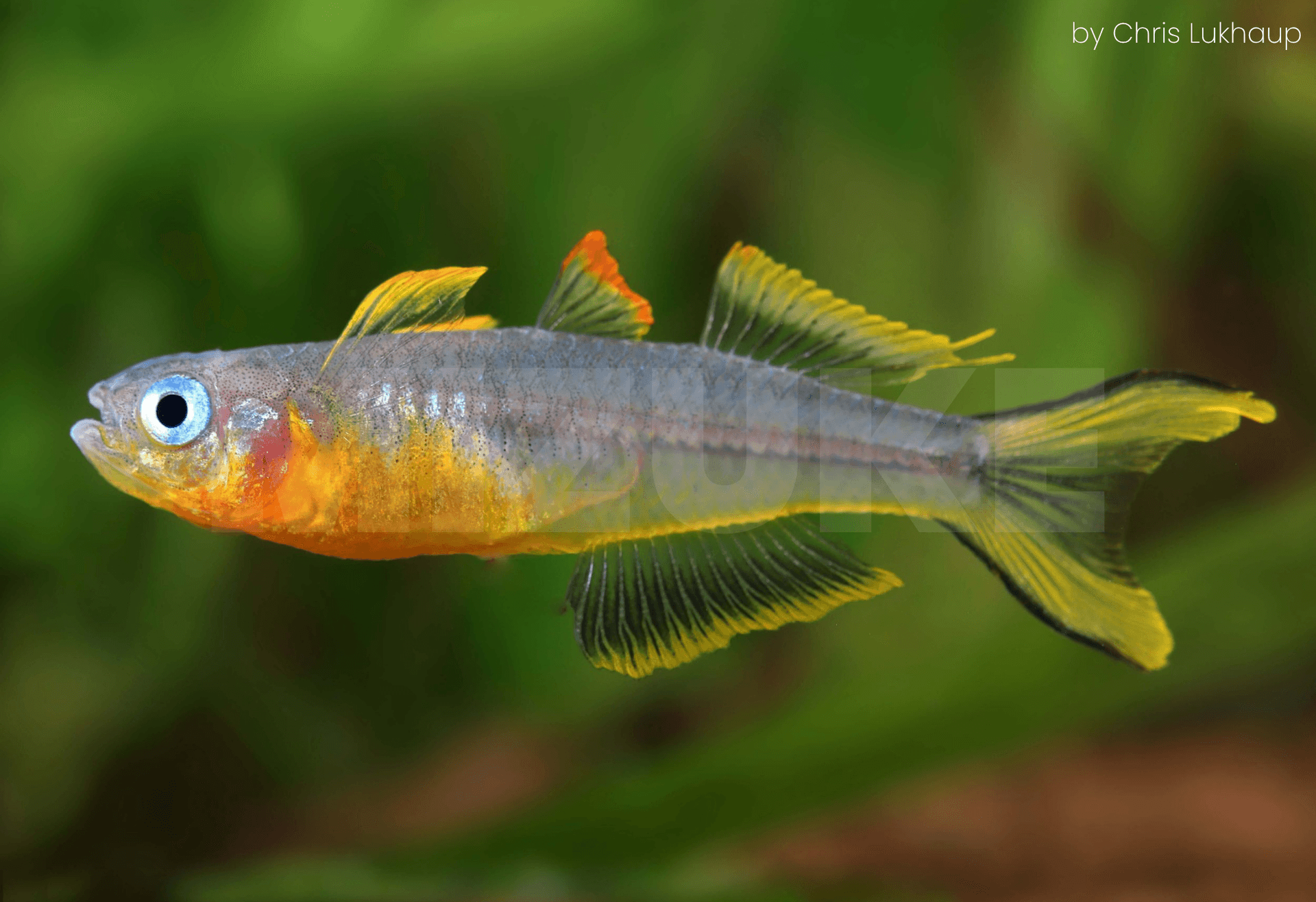 Pseudomugil furcatus