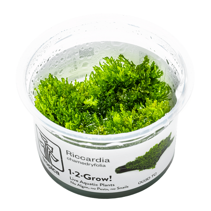 Riccardia chamedryfolia - 1-2 Grow