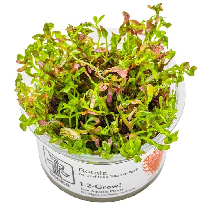 Rotala rotundifolia 'Blood Red' - 1-2 Grow