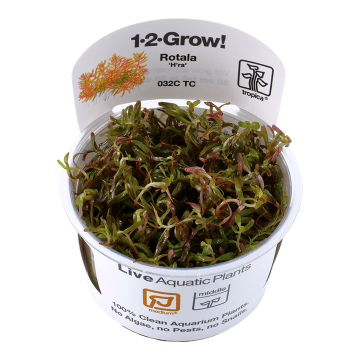 Rotala rotundifolia 'H'ra' - 1-2 Grow