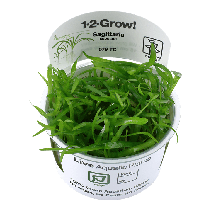 Sagittaria subulata - 1-2 Grow