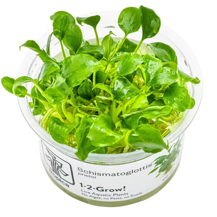 Schismatoglottis prietoi - 1-2 Grow