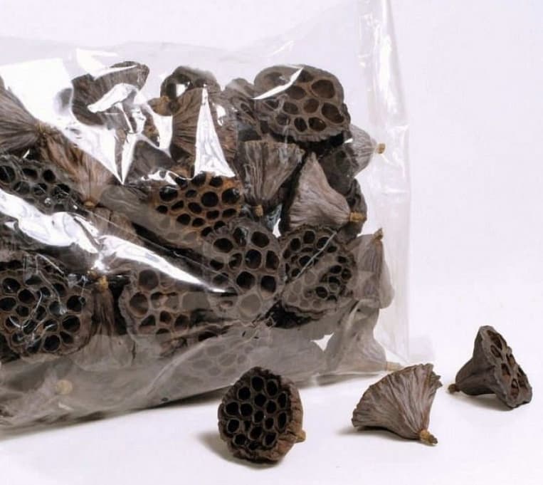 Lotus pod