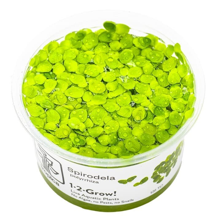 Spirodela polyrrhiza - 1-2 Grow