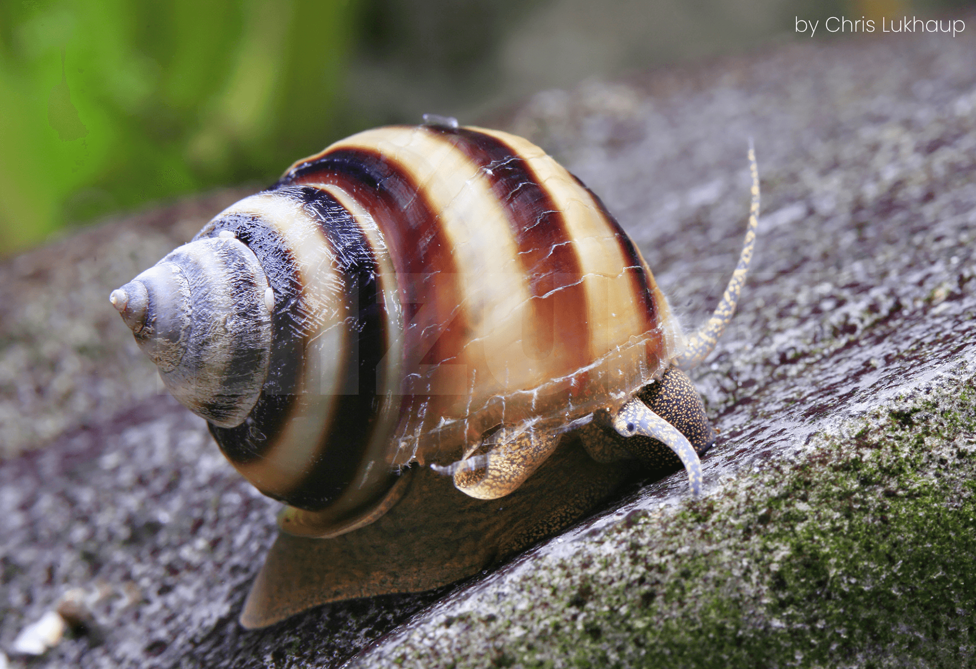 Taia naticoides