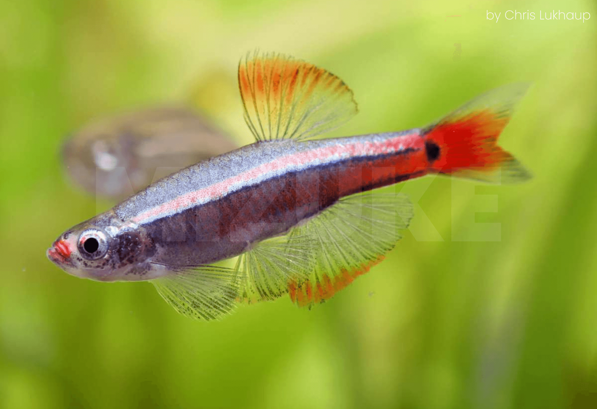 Tanichthys linni 'Longfin'
